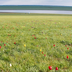 Галина Буртан, Элиста