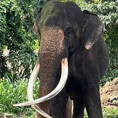 Руван Sri Lanka, 42 года, Москва