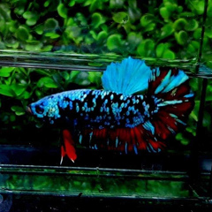 Betta Ken, 36 лет