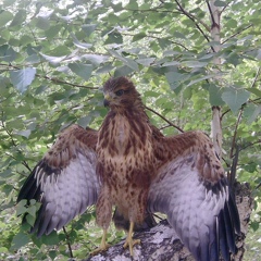 Сергей Зайцев, Купино