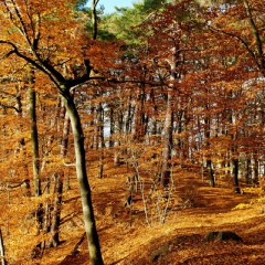 Элеонора Волкова, Казань