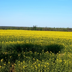 Марта Володимирівна