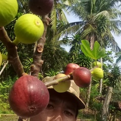 Hernu Mustofa, 46 лет, Bandar Lampung