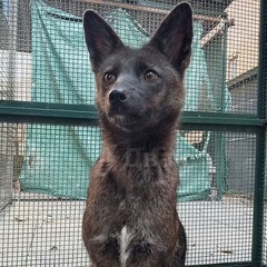 Лис Космический, Санкт-Петербург