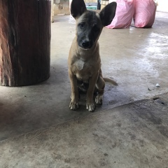 Alinda Netdalin, 24 года, Bangkok