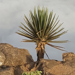 عبدالسلام باحجاج, 44 года, Salalah