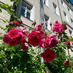 Наталья Ирлянова, Москва