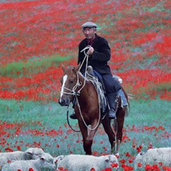 Владимир Владимиров, Элиста