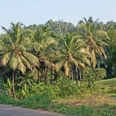 Shahanan Kerala, 25 лет