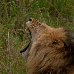 David Mukua, Nairobi