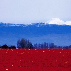 Ольга Воронина, Калининград