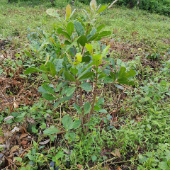 Maple Oo, Yangon