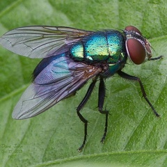 Green Fly, 66 лет, Gary