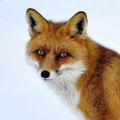 Carpathian Fox, 25 лет, Cluj-Napoca