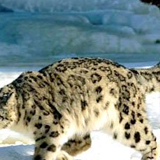 Juliana Snowleopard, 37 лет, Como