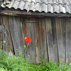 Мария Берлова, Санкт-Петербург