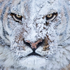 Александр Собенин, Костомукша