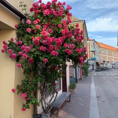 Амина Дараева, 29 лет, München