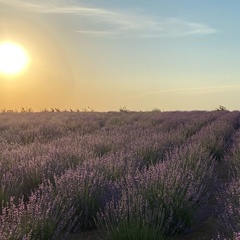 Дарья Любешкина, Краснодар