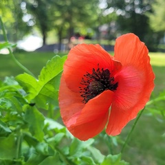 Caroline Ltourneau, 54 года, Stockholm