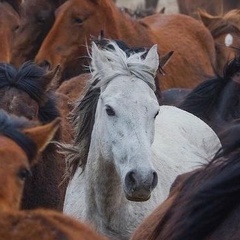 Арсен Шакен