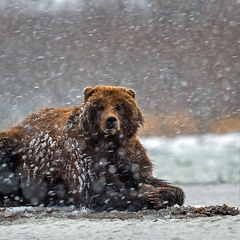 Александр Носков