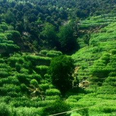 Shs Khan, 24 года, Kabul