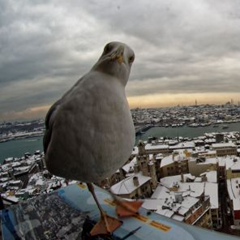 Владимир Туз, İstanbul