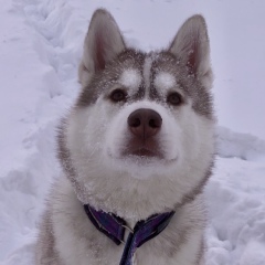 Алла Колыхалова, Норильск