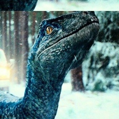 Blue Velociraptor, 28 лет