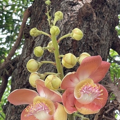 Plants-And-Flowers Yangon, 61 год