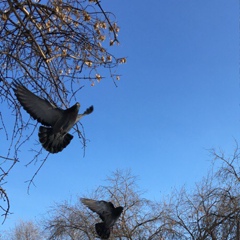 Анастасия Лебедева, Омск