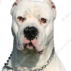 Dogo Argentino