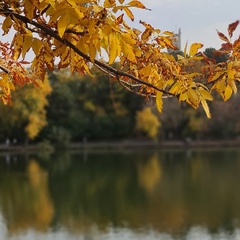 Яночка Армяночка, Краснодар