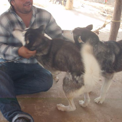 Grego Luaiza, Maracaibo