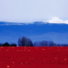 Николай Кукса, Санкт-Петербург