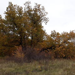 Ольга Мечетина, Саратов