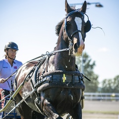 Camilla Johnsrud, 46 лет, Drammen