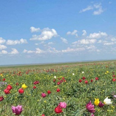 Baira Gabunova, Элиста