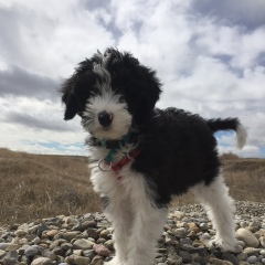 Bruce Storms, Calgary