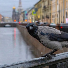 Виктор Иванович, Санкт-Петербург