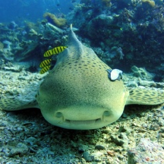 Дмитрий Гореликов, Phuket