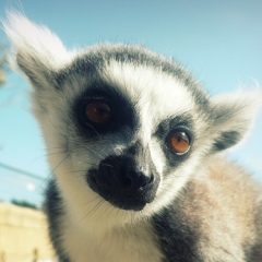 Lemur Sloth, 32 года, Canberra