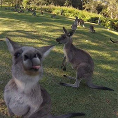 Никоша Пошлякова, Brisbane