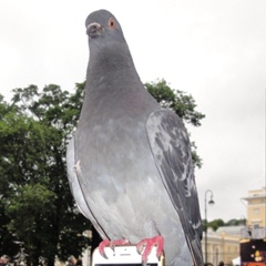 Светлана Костюк