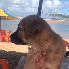 Deni Araujo, Salvador