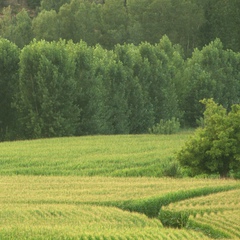 Segre Mitjà, 29 лет