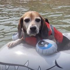 Bawler The-Beagle, 51 год, Hong Kong