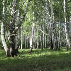 Денис Ремнев, Новосибирск