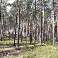 Артём Воронков